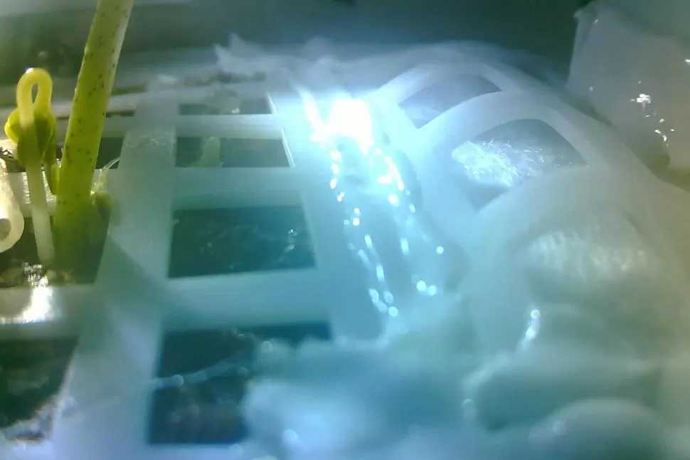 EXPERIMENTO. Las semillas transportadas por el Chang’e-4 de China han germinado en el otro lado de la luna. télam