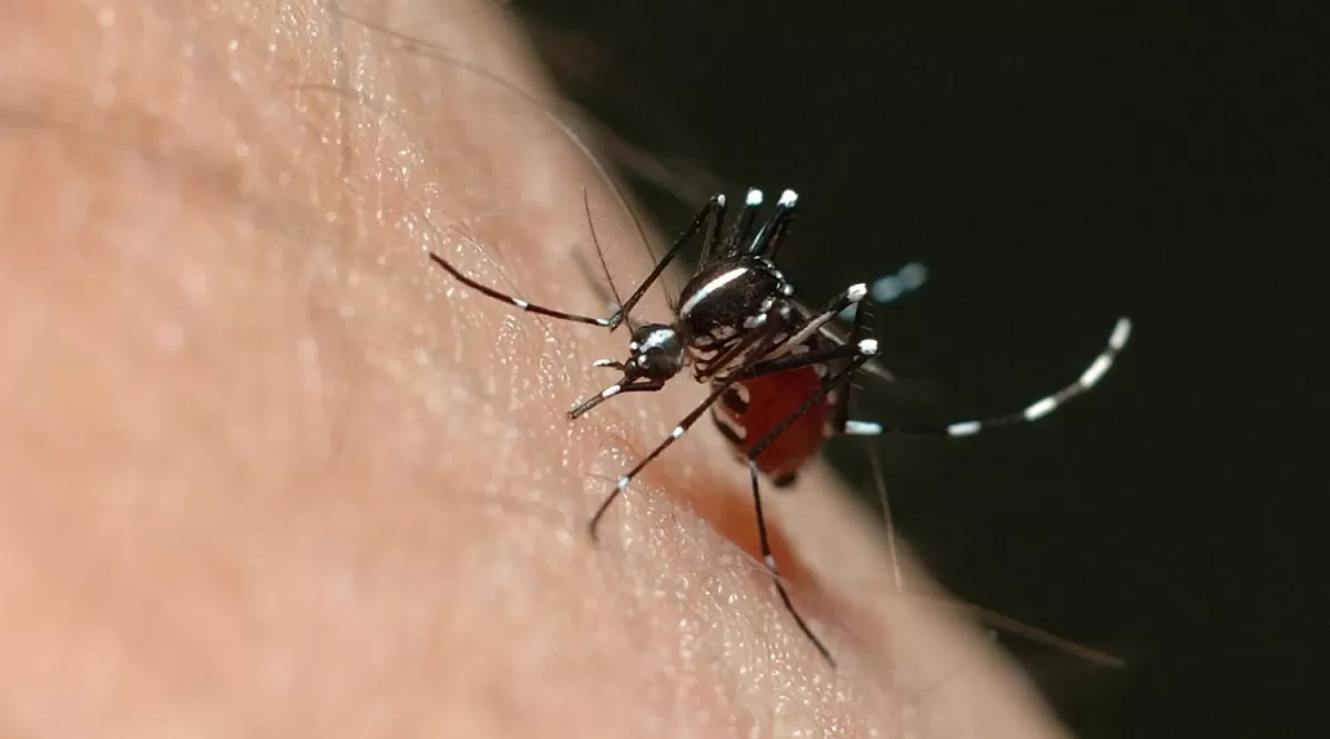 DENGUE 2019. El primer caso apareció en Misiones.