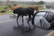 La comunidad indígena cortó la ruta 307 durante una hora porque le secuestraron los animales