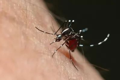 Recambio turístico: atención a los síntomas de dengue