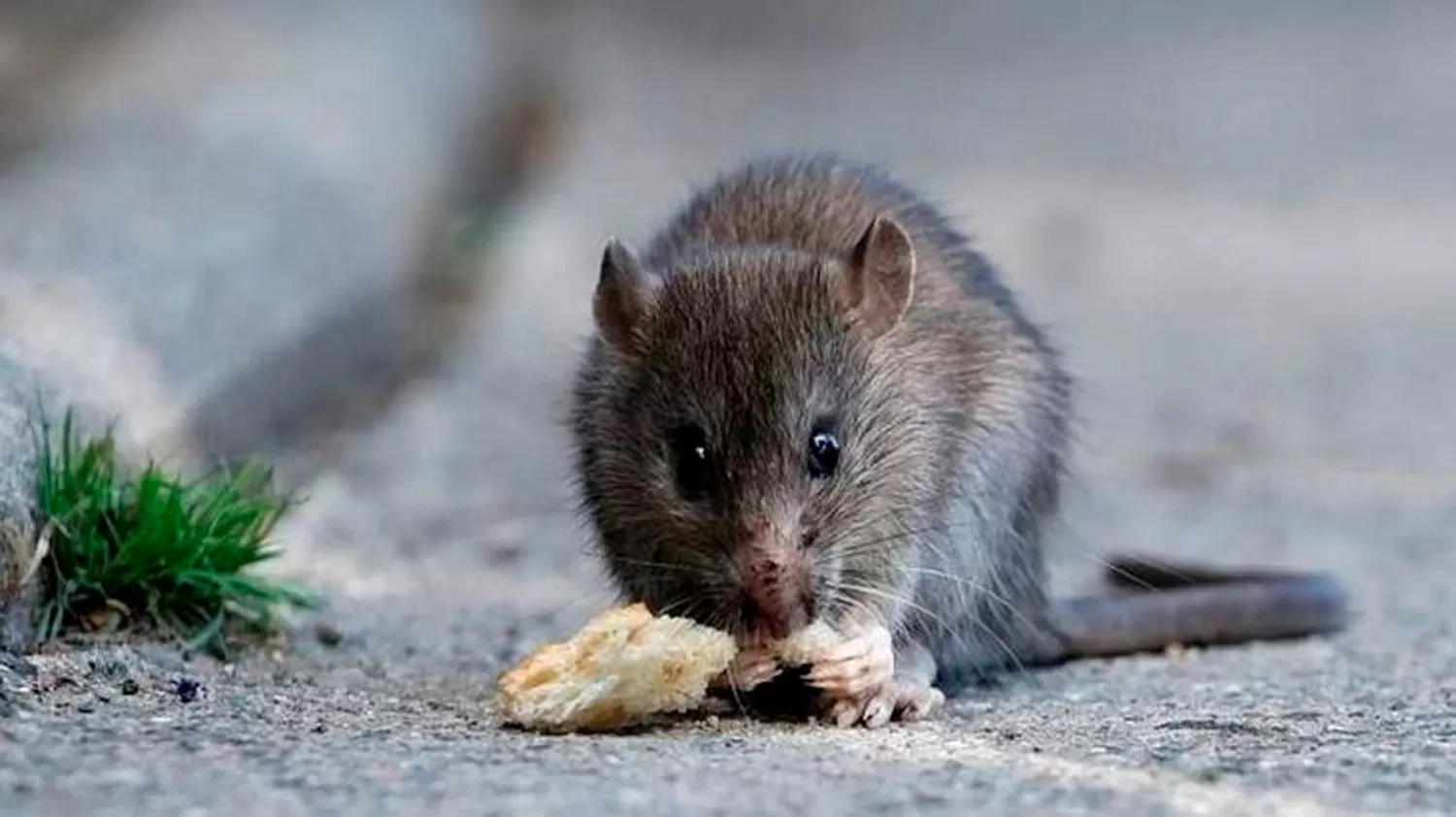 HANTAVIRUS. Se detectó el primer caso en Santa Fe.