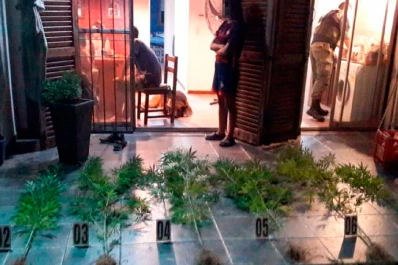 Desbarataron una banda que clonaba plantas y semillas para obtener marihuana gourmet