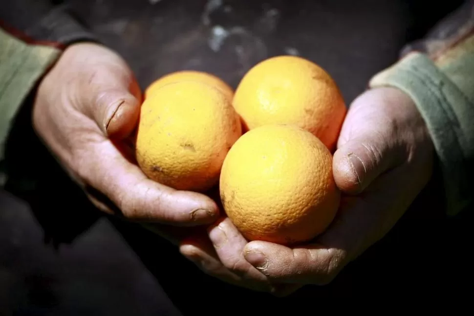 EN RIESGO. Los limones aún están libres en Tucumán del HLB, pero la enfermedad ya llegó al Litoral argentino.  REUTERS