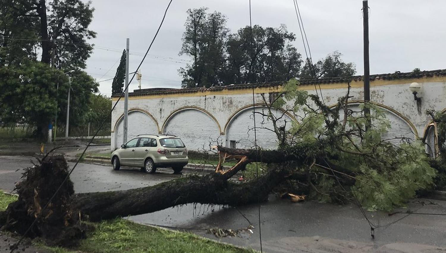 TEMPORAL. Árbol caído en el parque Avellaneda.