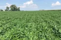 La soja viene bien, pero desde la Eeaoc sugieren no descuidarse con plagas y enfermedades
