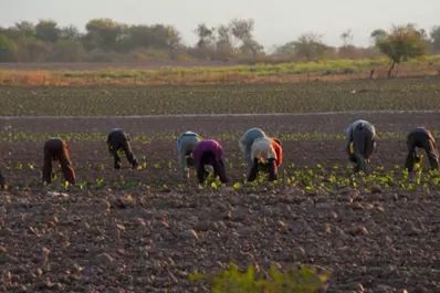Unos 12.000 trabajadores rurales se quedaron sin cobrar las asignaciones familiares