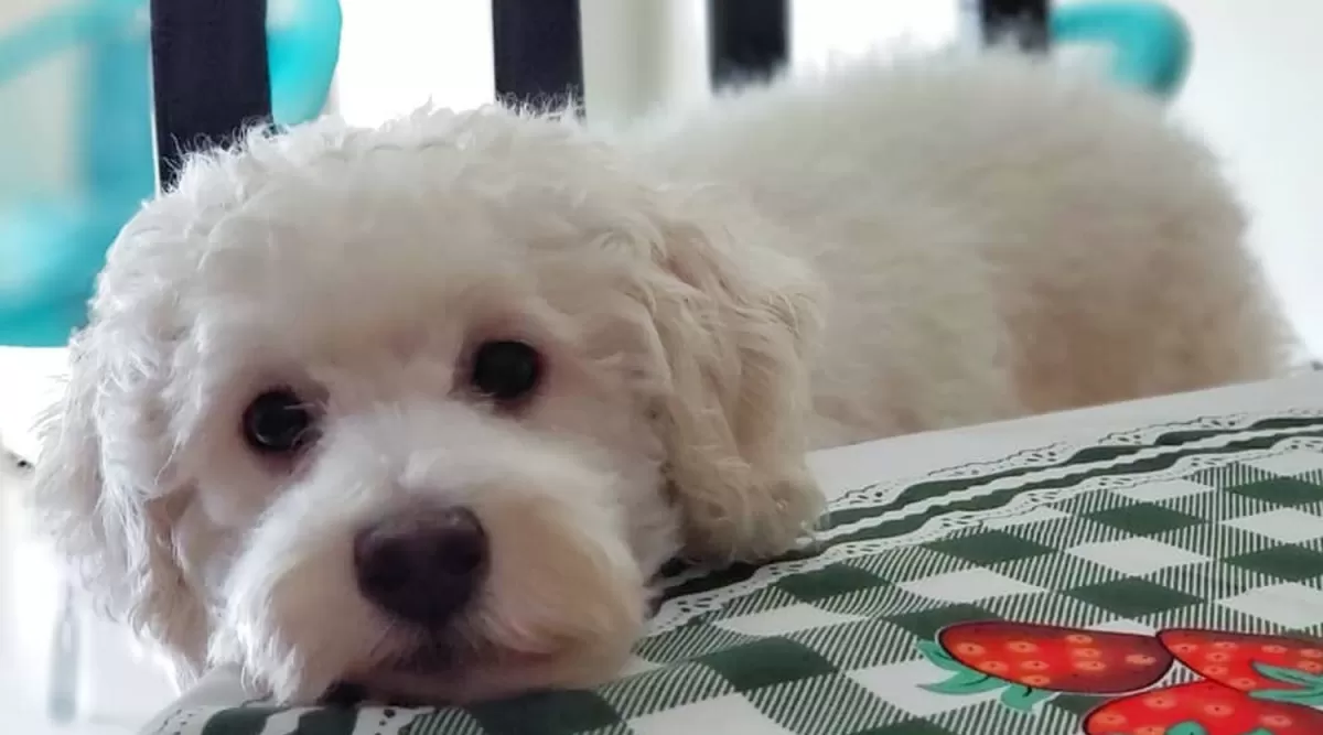 VIAJAR CON MASCOTAS. Cuidados que tener antes de subir al auto.