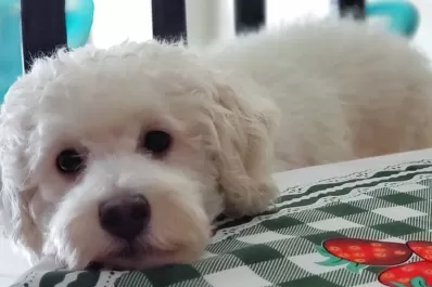 Por qué les gusta a los perros ir en auto con la cabeza afuera