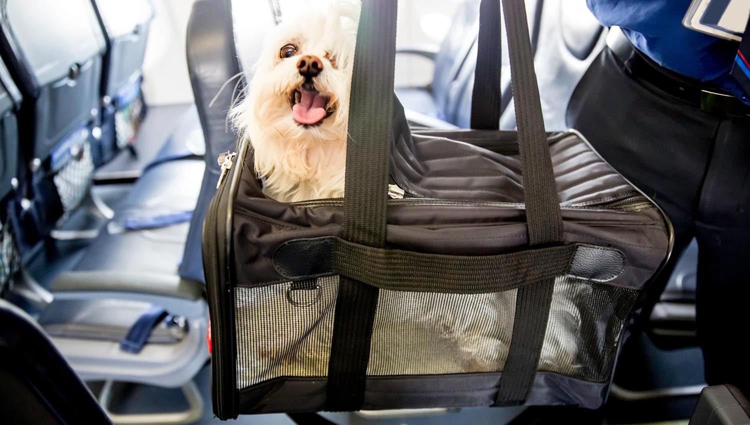 VIAJAR CON MASCOTAS. La opción del avión.