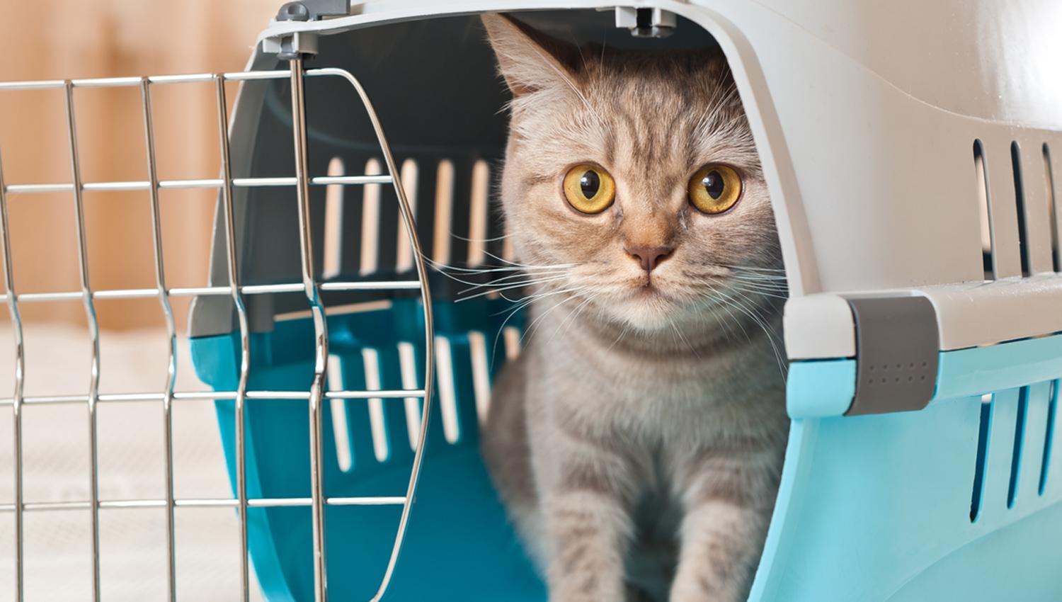 VIAJAR CON MASCOTAS. La opción del avión.