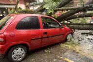 Un árbol aplastó a un auto en pleno centro y una familia se salvó de milagro