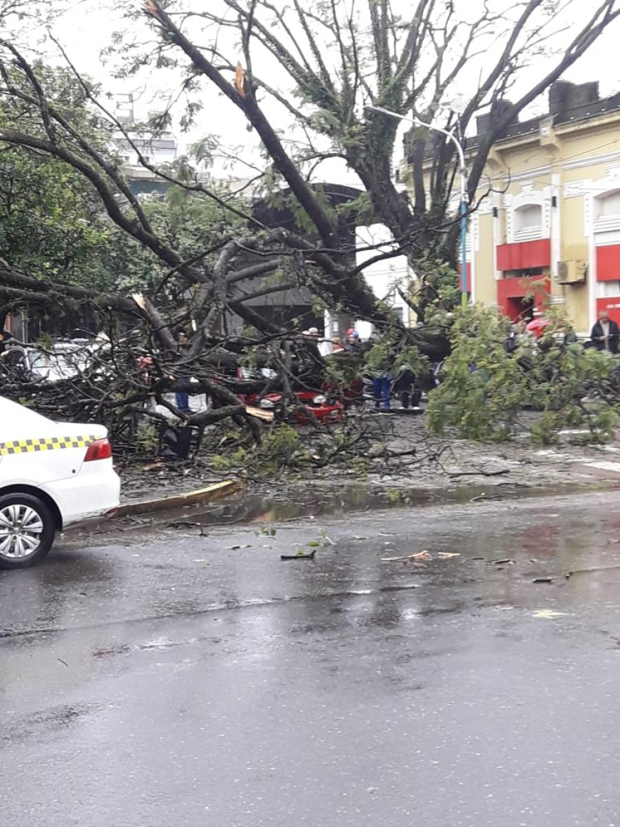 Un árbol aplastó a un auto en pleno centro y una familia se salvó de milagro