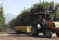 Los citricultores reclaman que se elimine el Derecho de Exportación