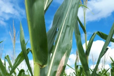 Informe sanitario del cultivo de maíz en la presente campaña