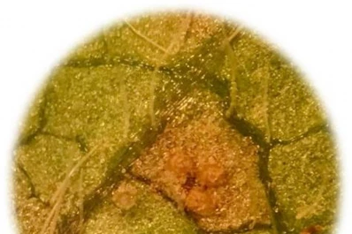 Primera detección de “roya de la soja” en campos sembrados en Tucumán