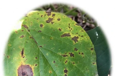 Soja: Situación fitosanitaria del cultivo en el NOA