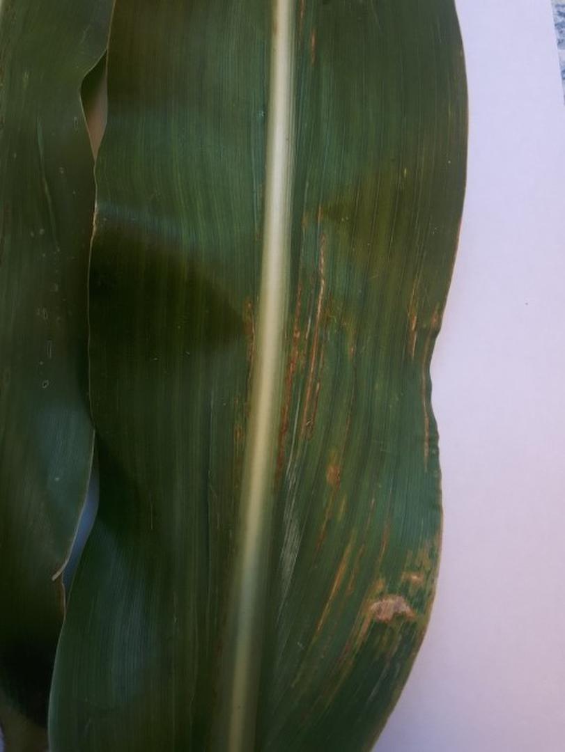 LOS EFECTOS. “Estriado en hojas” producidas por bacterias.