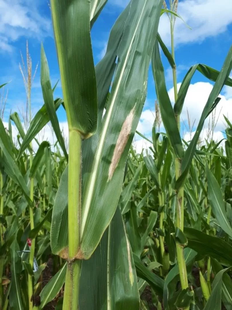 EL IMPACTO. “Tizón de la hoja” causado por “Exserohilum turcicum” 