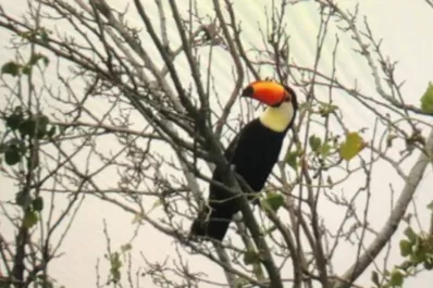 Logran fotografiar cuatro tucanes en la zona de Chuscha, en Trancas