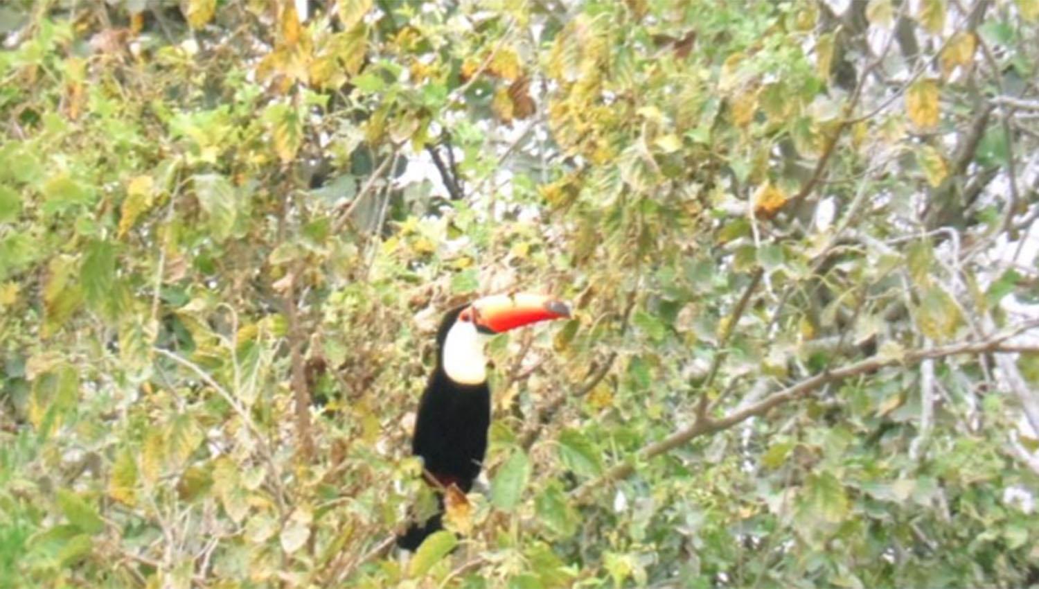 Logran fotografiar cuatro tucanes en la zona de Chuscha, en Trancas