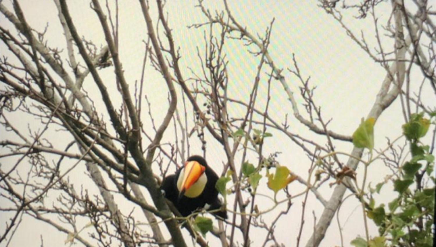 Logran fotografiar cuatro tucanes en la zona de Chuscha, en Trancas