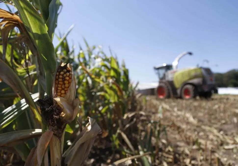 LA PEOR SEQUÍA. El agro es el sector que más cayó durante el año pasado. reuters 