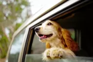 Por qué llevar tu perro suelto en el auto es un gran peligro