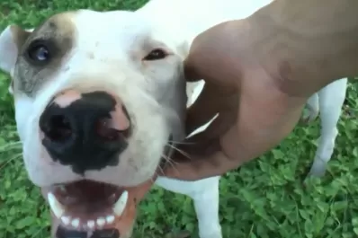Lola Polola, el refugio canino que alberga a más de 200 perros