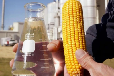 “Hay que lograr la integración caña/maíz”, planteó Huergo