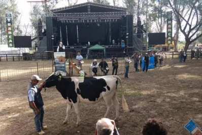 En Expo Láctea se rematarán animales de carne por pantalla