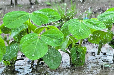 Llovió por encima del valor normal