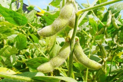 Siembran menos soja (11%) y más maíz (21%)