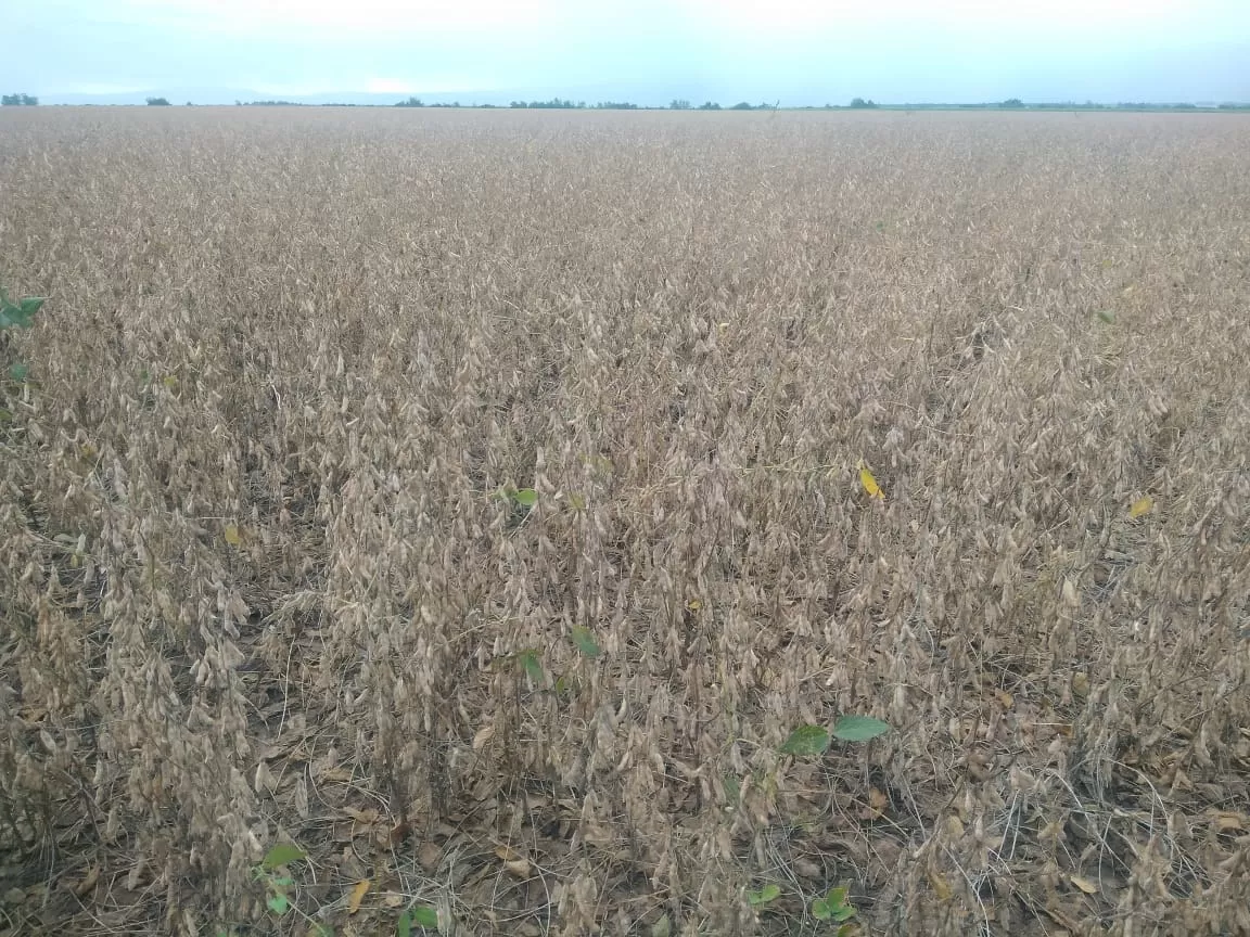 ESTADO. Diferentes lotes de soja que se ven en los campos están en buenas condiciones sanitarias y muestran que se obtendrán destacados rendimientos. LA GACETA