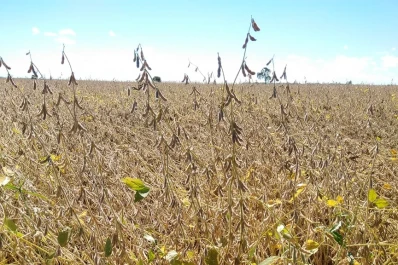 “Debemos cosechar con cautela para minimizar las pérdidas de granos”