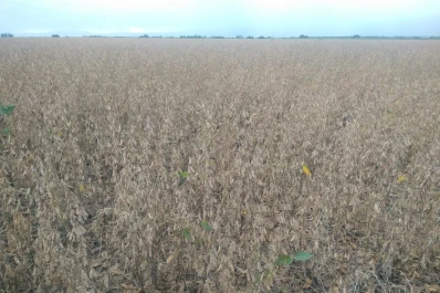 El asesor Daniel Rossi reconoce que viene bien la cosecha de soja, pero aclara que falta mucho