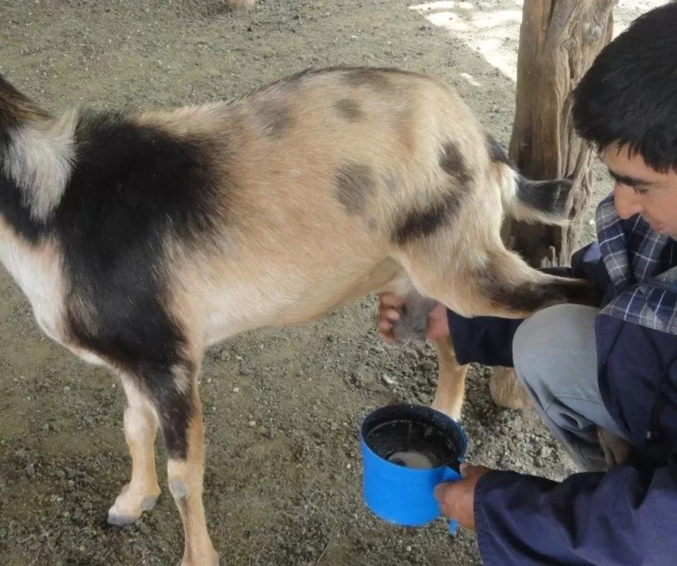 PREVIO AL ORDEÑE. Eliminación de los primeros chorros de leche con alta carga de bacterias del canal del pezón. INTA famaillá