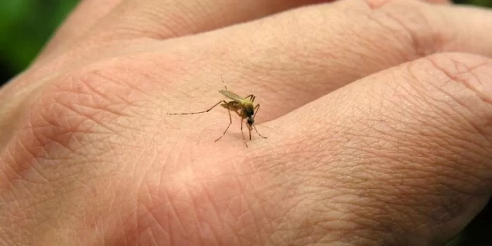 PREVENCIÓN. Buscan desarrollar un perfume que aleje los mosquitos. 