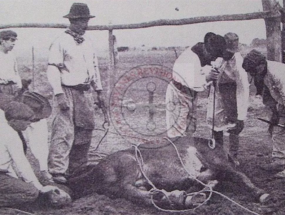 MARCANDO HACIENDA. Las hierras o yerras constituían una verdadera fiesta criolla. 