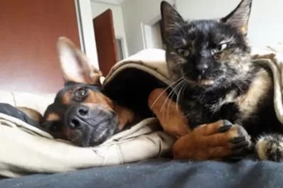 A la Cucha: de qué se trata la adopción responsable de animales