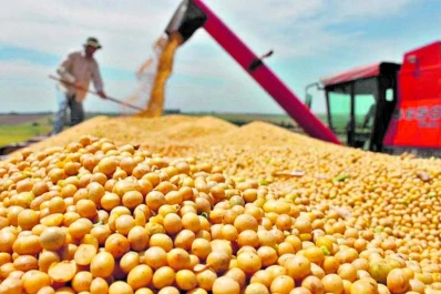 La soja presenta altos rendimientos, informa la Bolsa de Cereales