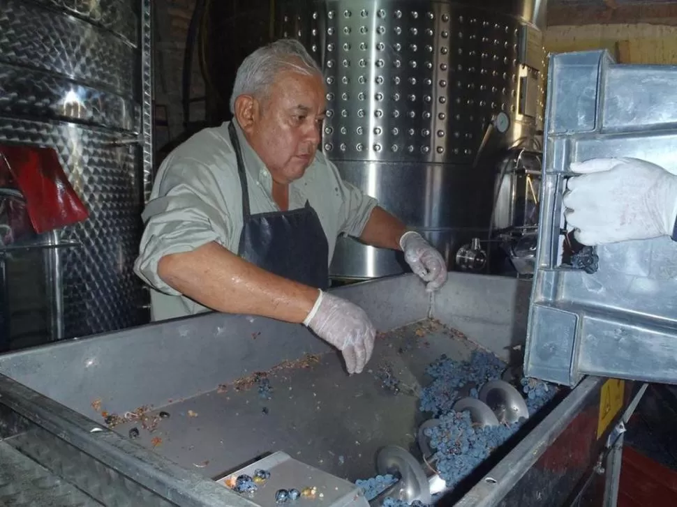 PREPARANDO. Díaz aparece trabajando luego de recibir las uvas del campo. LA GACETA