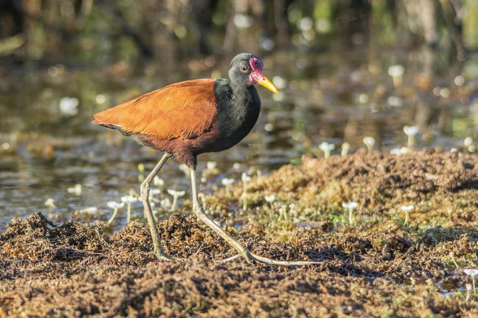 JACANA. Ave zancuda de zonas tropicales. foto de Ossian Lindholm