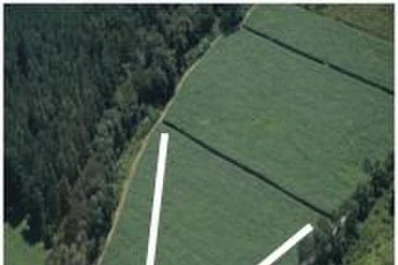 Una buena “caña semilla”es sinónimo de sanidad