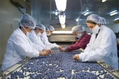 El desafío de exportar arándanos a China