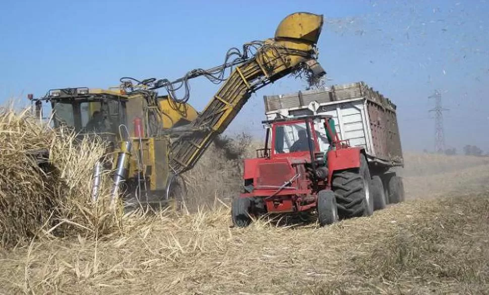 SUSTENTABLE. La cosecha en verde genera múltiples beneficios al cultivo de la caña de azúcar y al ambiente. 