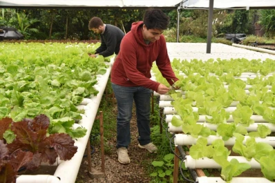 Hidropónicas: cómo es el cultivo que cambiará nuestra manera de alimentarnos