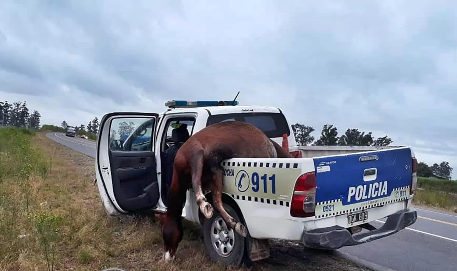 ACCIDENTE. La Policía chocó un potrillo en la ruta 38.