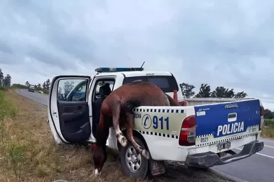 Animales sueltos en la ruta: una camioneta de la Policía chocó un potrillo