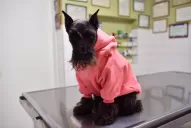 Se viene el frío, ¿necesitan abrigo extra las mascotas?