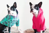 Perros coquetos: el auge de la moda canina
